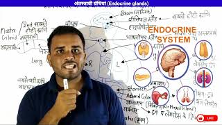 Endocrine Glands  अंतस्त्रावी ग्रंथियां  endocrine glands and their hormones  lecture 2 [upl. by Scuram]