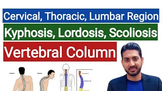 Vertebral Column  Cervical Thoracic Lumbar Region  Kyphosis Lordosis Scoliosis Anatomy Part 9 [upl. by Cathee]