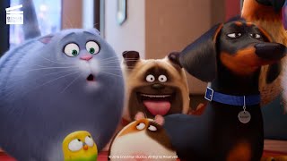 The Secret Life of Pets What do pets do when we leave HD CLIP [upl. by Nilecoj927]