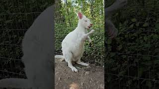 Albino Kangaroo Eating [upl. by Hultgren]