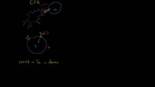 Lymphocytes T cytotoxiques [upl. by Joelynn49]