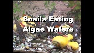 Apple Snails eating Algae Wafers shorts [upl. by Lexie164]