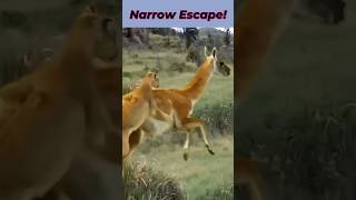 Narrow Escape Guanaco Outwits Hunting Lion  Guanaco Vs Lion shorts guanaco lions attack [upl. by Snoddy693]