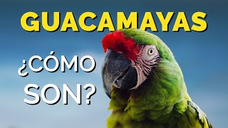 GUACAMAYAS  Qué Comen y Cómo son 🦜🦜 [upl. by Goodwin]