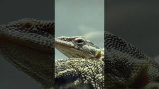 Varanus acanthurus Už brzo i ve videu D [upl. by Harutak]