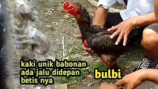 pasaran hari ini ada babonan kaki unik  bulbi di pandrol 230 k [upl. by Enait]