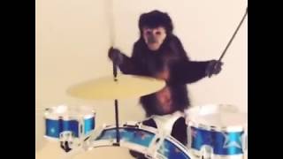 Monkey singing and playing drums  Macaco cantando e tocando bateria  Mono tocando bateria [upl. by Ianthe94]