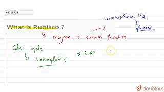 What is Rubisco [upl. by Leynad]