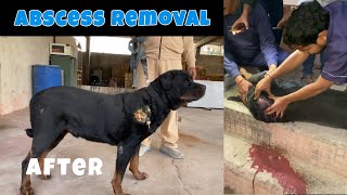 ✅ Abscess  Rottweiler  After  How a vet fixes an abscess 😱😱 abscess removal rottweiler pets [upl. by Ravid]