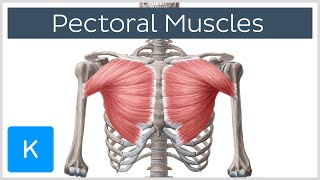 Pectoral Muscles Area Innervation amp Function  Human Anatomy  Kenhub [upl. by Soalokcin]