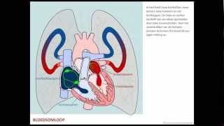 Bloedsomloop  Bloed [upl. by Yadnus102]