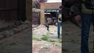 Staffy Impulse Control Training dogtraining staffy balanceddogtraining [upl. by Ecyrb257]