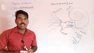 Class cephalopoda Phylum mollusca Zoology Miller Harley ADS BSC BS Urdu Hindi [upl. by Leandre]