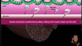 Myofibril versus Sarcoplasmic Hypertrophy [upl. by Fitzsimmons]