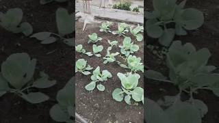 sisters kitchen garden 🏡viralsong viralvideo trend trending short shortvideo [upl. by Corena]