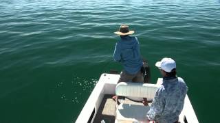 Exmouth Fly Fishing  Golden Trevally [upl. by Jephthah]