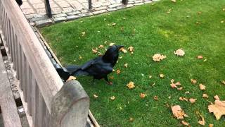 Raven at the Tower of London [upl. by Naghem387]