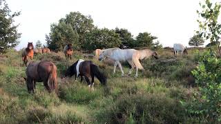 Grote kudde IJslandse paarden op heide bij zonsondergang [upl. by Jania]