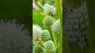 Rattlesnake master flowers garden nature gardenflowers [upl. by Alegnasor64]