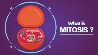 What is Mitosis [upl. by Ardekahs648]