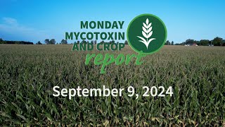 Monday Mycotoxin and Crop Report for September 9 2024 [upl. by Katzman]