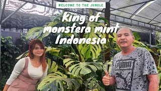 tanamanhias monsteraplant welcome to the jungle king of monstera mint Indonesia [upl. by Adnamor]