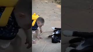 funny video shortsfeed monkey trending funny funnyanimal funnymonkey funnyvideo [upl. by Darryn]