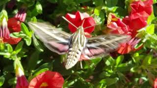 Whitelined Sphinx Hummingbird Moth Colorado [upl. by Orel725]