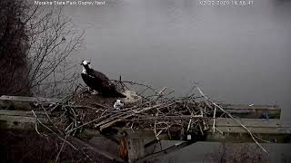 Moraine State Park Osprey Cam Live Stream [upl. by Ona]