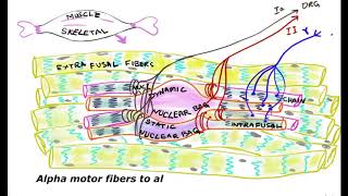 Functions of Muscle Spindles Intrafusal fibers [upl. by Sonnie966]