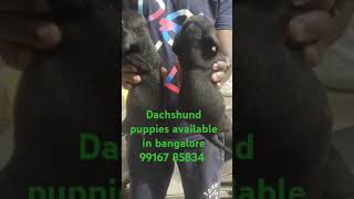 Dachshund puppies available in bangalore 99167 85834 [upl. by Onil866]