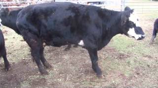 Cow limp due to abscess [upl. by Lebasy]