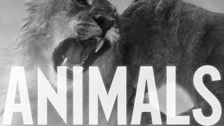 Maroon 5  Animals  Traducida Al Español [upl. by Nedearb]