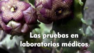 LOS BENEFICIOS DE LA CARALLUMA FIMBRIATA [upl. by Mainis818]