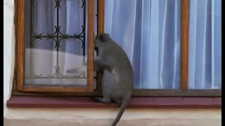 Breaking and Entering  Cheeky Monkey  BBC Earth [upl. by Notlef309]