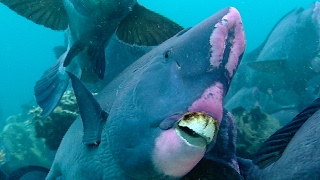 Feeding Humphead Parrotfish  Blue Planet  BBC Earth [upl. by Seaton]