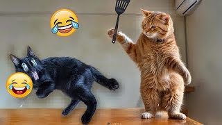 Best Funny Animals 2024🤑Funniest Dogs and Cats😻🐶 [upl. by Nnaillek]