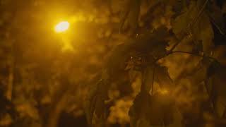 BMPCC 4K  Helios 442 58mm f2 Low Light ISO 3200 Test [upl. by Jermaine]