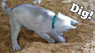 Siberian Husky Puppy learns to DIG [upl. by River]