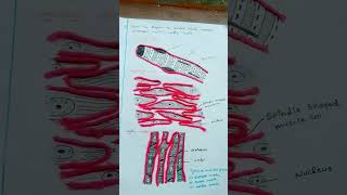 9 class striated muscle unstriated muscle cardiac muscle science drawing [upl. by Trudi]