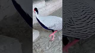 birds  Pheasants pakistan MALE SILVER PHEASANT BEAUTY [upl. by Lehteb]