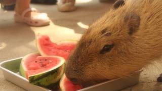 Capybara eat watermelon カピバラ スイカを満喫 [upl. by Cochran775]