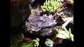 Menards Reef Tank [upl. by Oza]