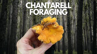 Chantarelle Nature Walk and Forage [upl. by Ellennoj]