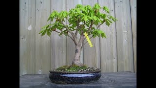 Horse Chestnut Bonsai Tree Aesculus hippocastanum 27 [upl. by Hild]