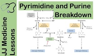 Purine and Pyrimidine Catabolism Pathway  Nucleotide Breakdown  Biochemistry Lesson [upl. by Gonta168]