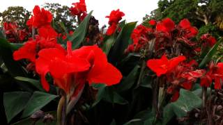 Canna plant Red flowers  canna lily HD 04 [upl. by Toshiko]