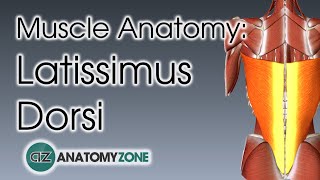 Latissimus Dorsi  Muscle Anatomy [upl. by Adelice]