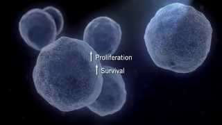 The MAPK Signaling Pathway [upl. by Jovitah]