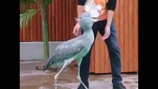 Shoebill in a zoo enjoys the attention [upl. by Castle]